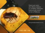 Cockroach-control-Melbourne.jpg