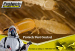 Termite-control.jpg