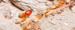 Termite Treatment.jpg